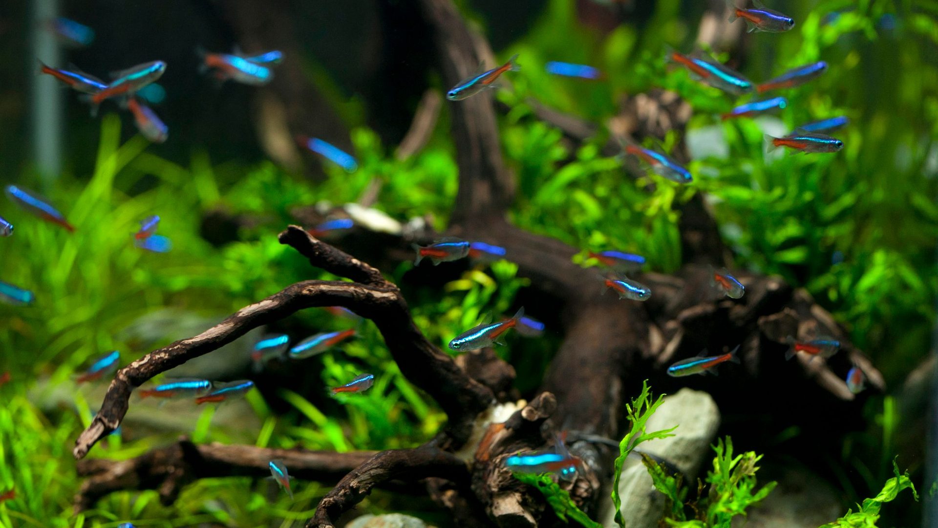 FixFishTank Guides | Aquarium & Fish Care